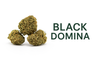 Black Domina Premium CBD 2G